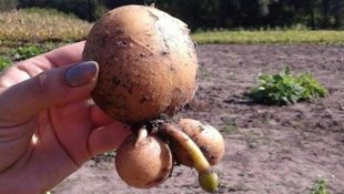 Факты жизни